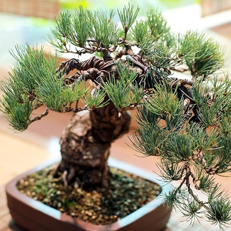 盆栽用アルミ線 1mm 2mm 3mm 10m 30m、柔ら - Bonsai Garden Design のレビューと価格